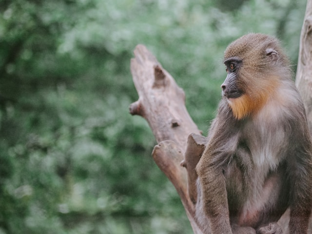 małpa zoo Gdańsk